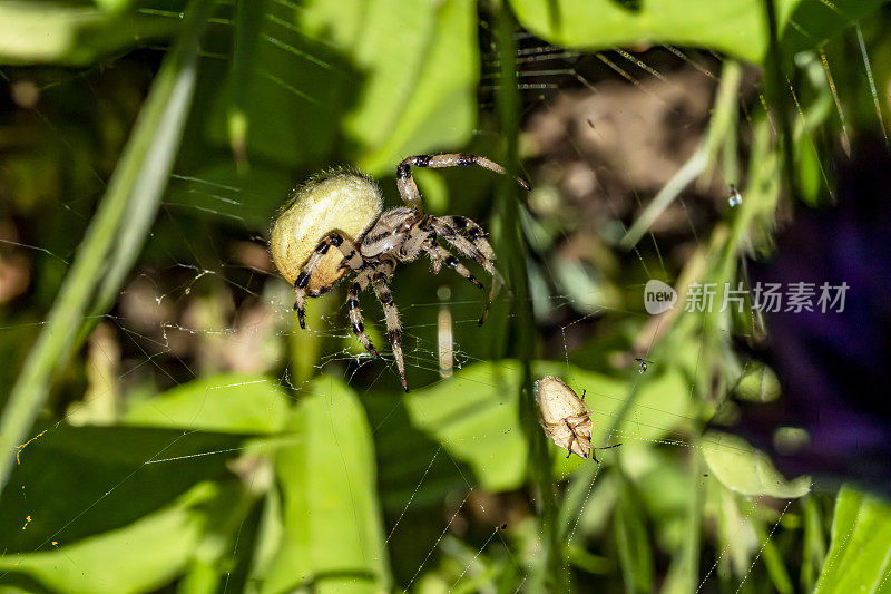 花园蜘蛛Aroniella Curcurbitina在网上，它的猎物部分包裹在游丝中